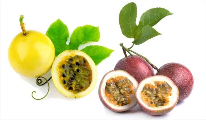 Purple and yellow passion fruits