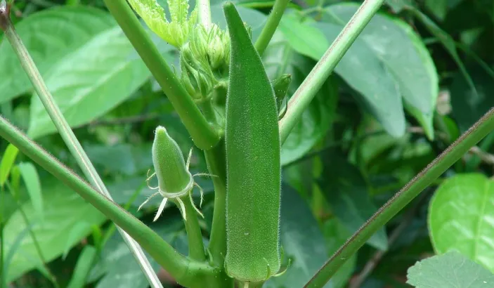 Plant de gombo