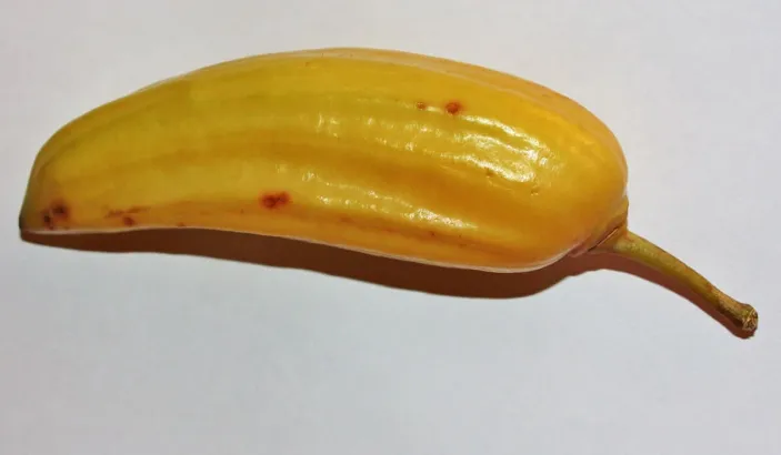 Guajilote or Jamaican cane