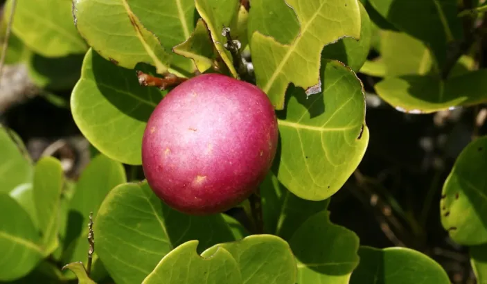 Branche avec un icaque
