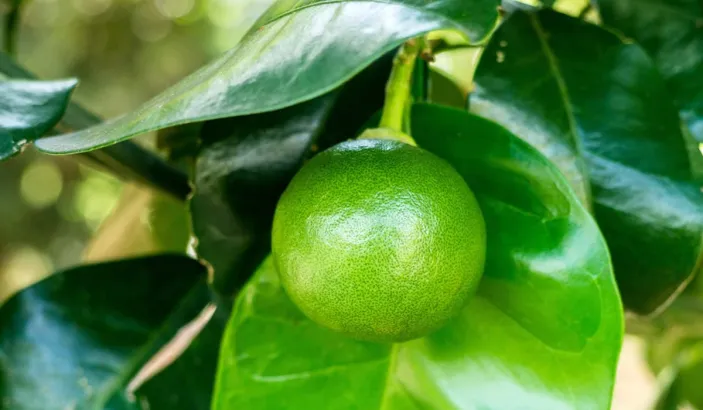 Lime plant