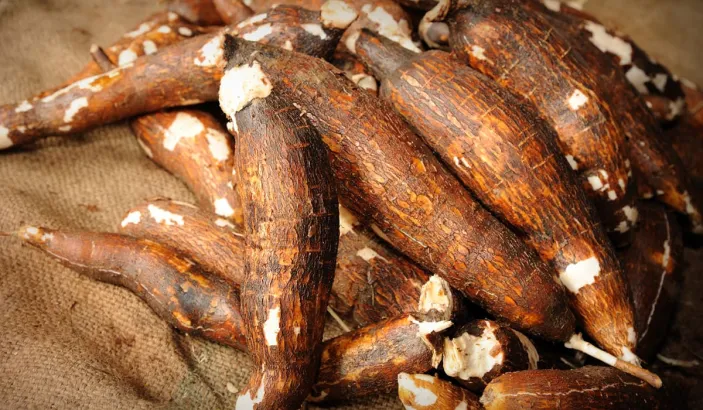 Freshly cut cassava