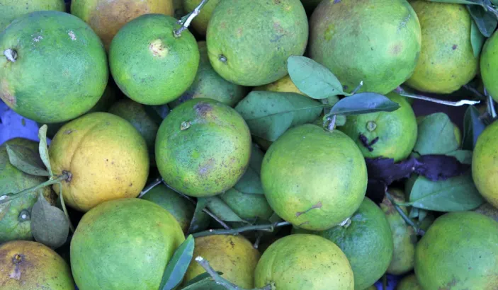 Oranges douces en vente sur le marché de Fort-de-France