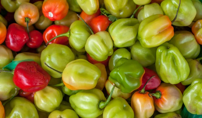 Caribbean chili pepper for sale at Fort-de-France market