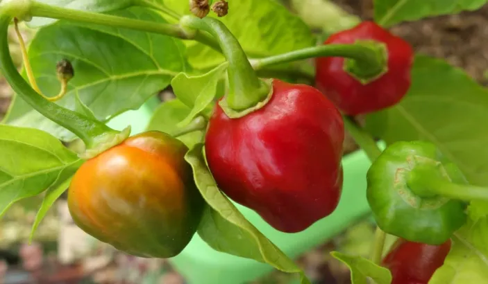 Caribbean chili pepper plants