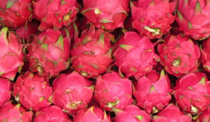 Pitayas or dragon fruits