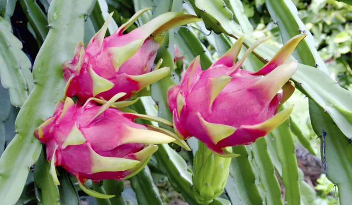 Pitaya or dragon fruit plants