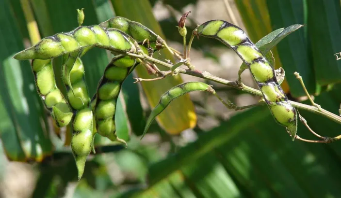 Pigeon peas in a tree