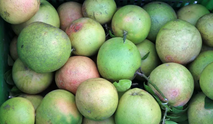 Pomélos en vente sur le marché de Fort-de-France