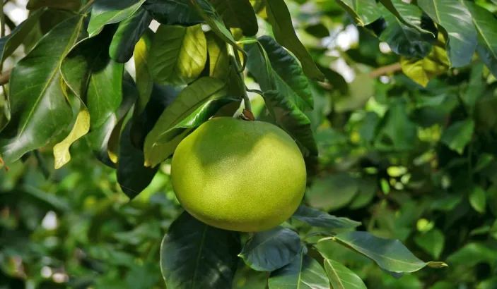Pomélo fruit dans l'arbre