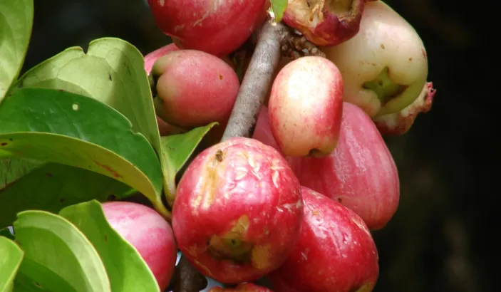 Malay apples cluster