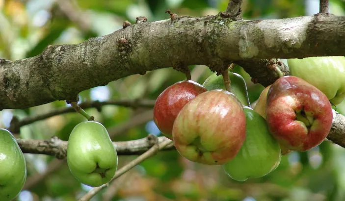 Malay apples ripening on a branch