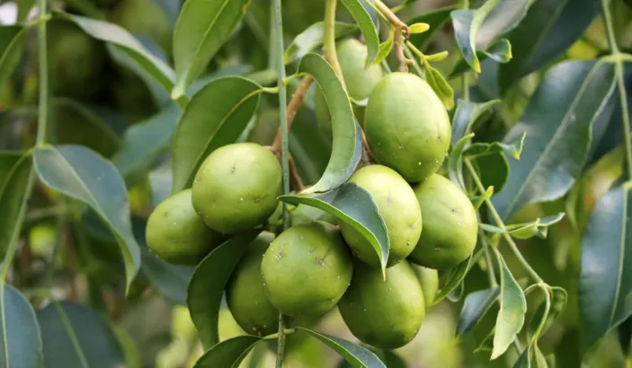 Branch of ambarellas