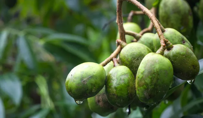 Branch of ambarellas