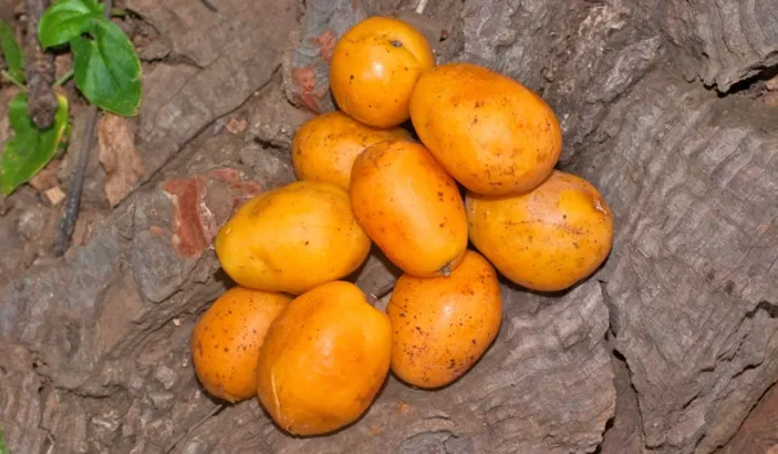 Prunes mombin mûres