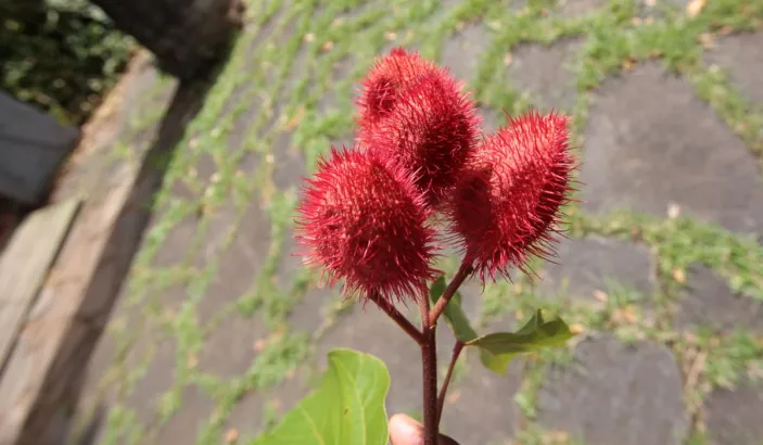 Freshly picked achiote