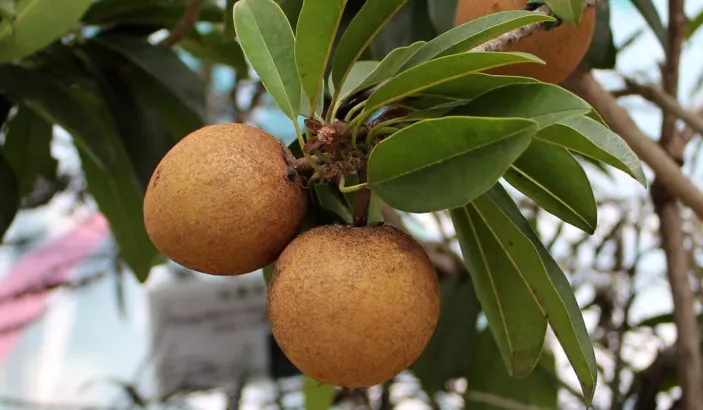 Branche de sapotillier avec deux fruits