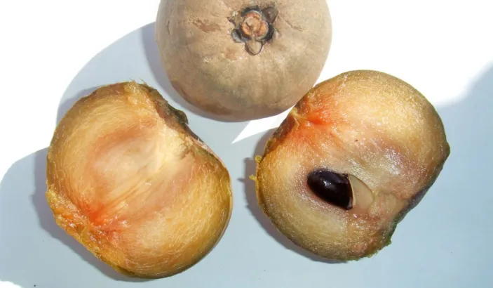 Sapotille coupée en deux
