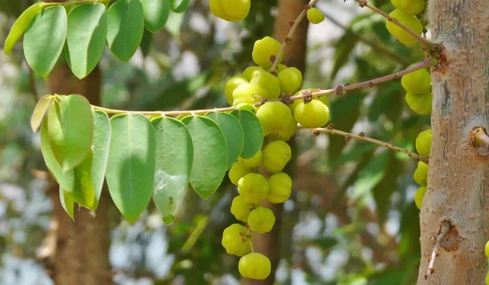 Otaheite gooseberries in a tree