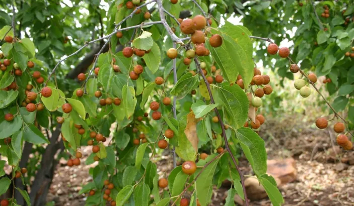 Tamarinier des Indes