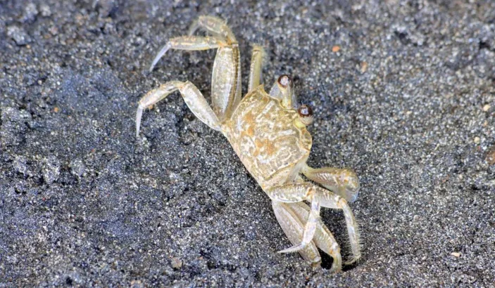 Crabe à l'Anse Céron