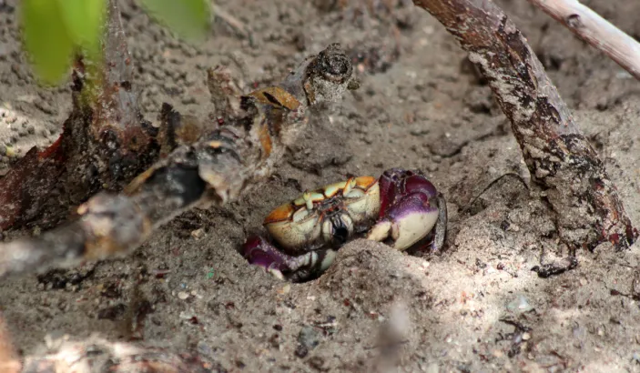 Crabe à l'étang des Salines