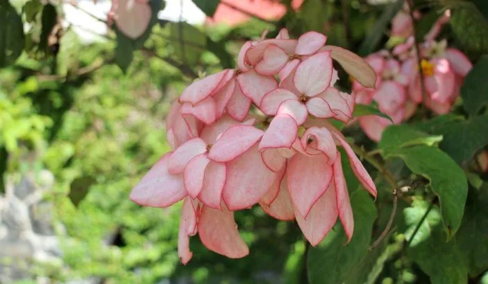 Fleurs roses à l'Habitation Saint-Étienne