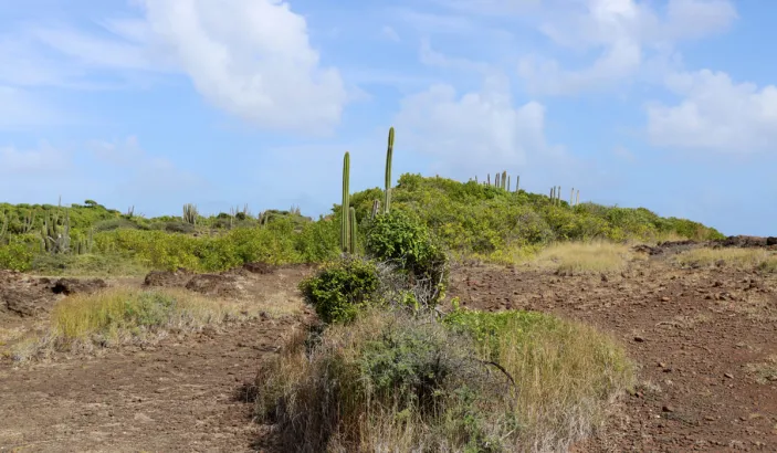 Savane des Pétrifications