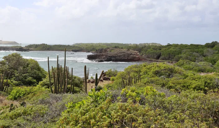 Savane des Pétrifications