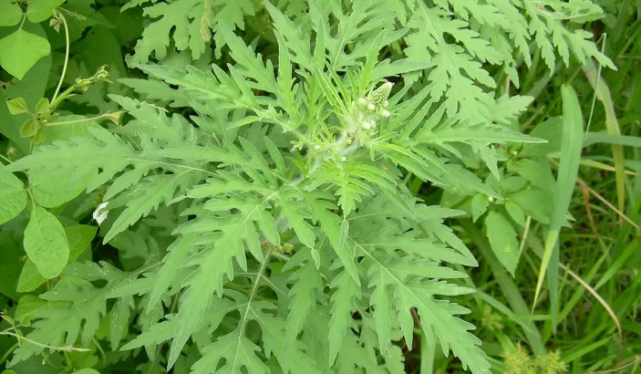 Peruvian ragweed (Ambrosia peruviana)