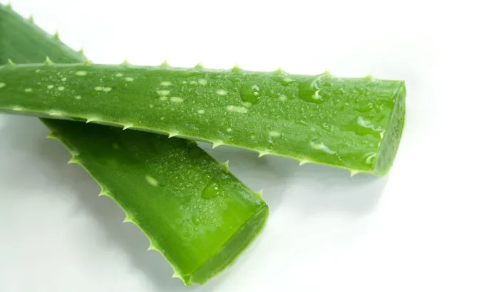 Feuilles coupées d'aloe vera