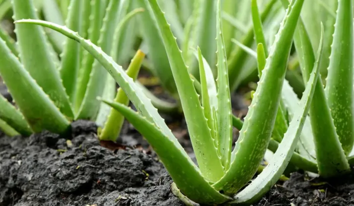 Plants d'aloe vera