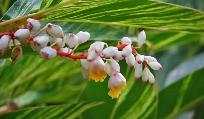 Atoumo (Alpinia zerumbet)