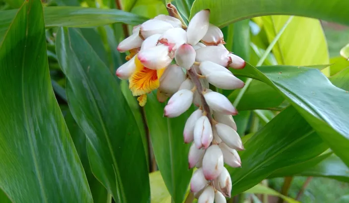 Atoumo (Alpinia zerumbet)