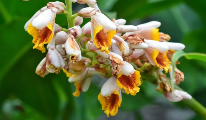 Atoumo (Alpinia zerumbet)