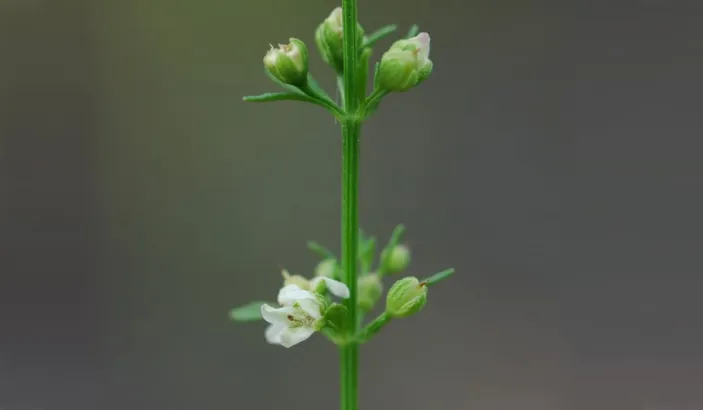 Balai doux (Scoparia dulcis)