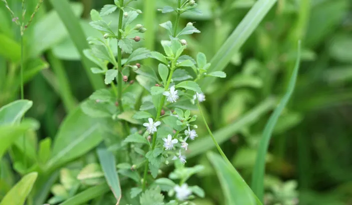 Balai doux (Scoparia dulcis)
