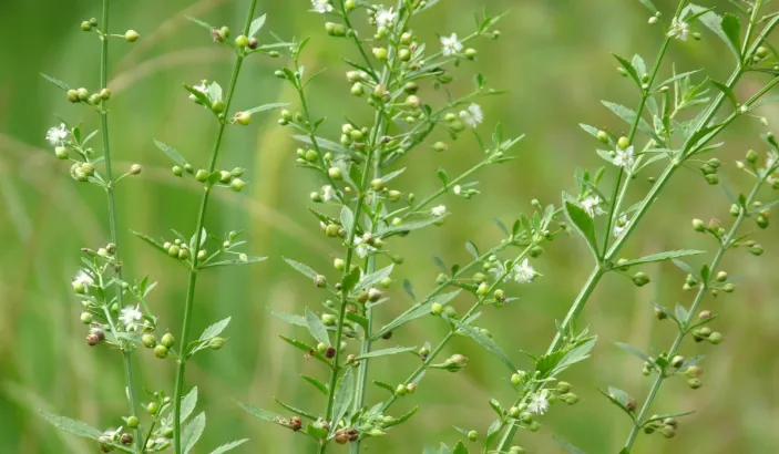 Balai doux (Scoparia dulcis)