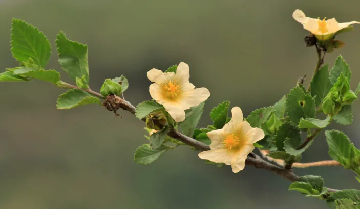 Fleurs de Balai onze-heures (Sida acuta Burm)