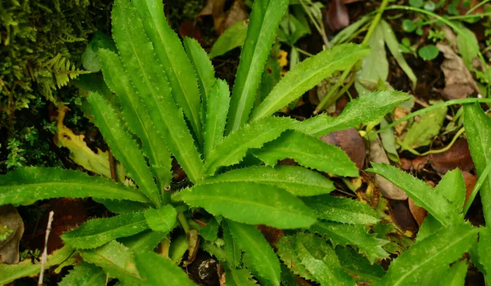 Chardon béni (Eryngium foetidum)