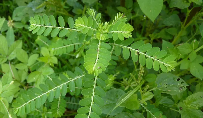 Graine-en-bas-feuille (Phillanthus niuri)