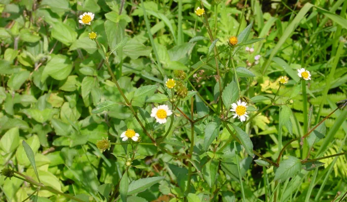 Herbe à aiguilles (Bidens pilosa)