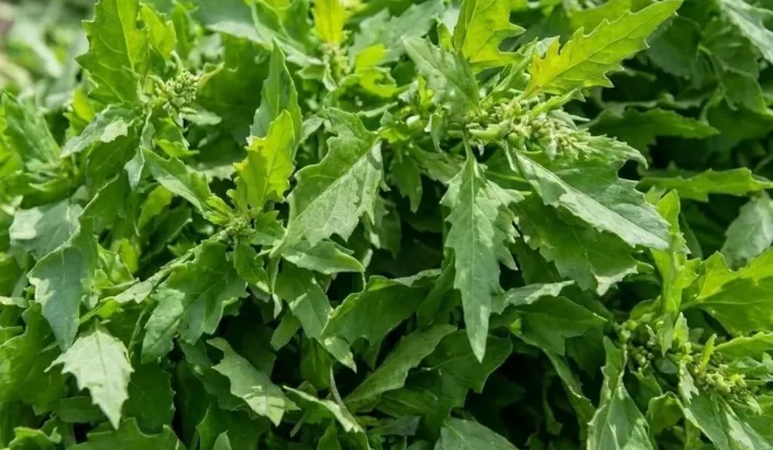Herbe à vers (Chenopodium ambrosiodes)