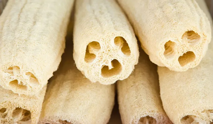 Courge torchon, Luffa