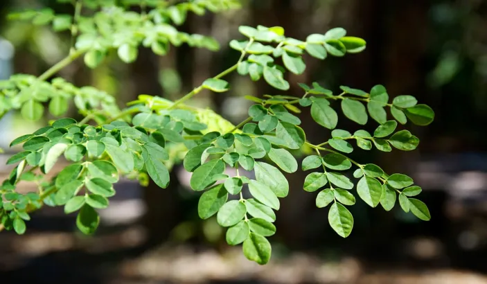 Feuilles de moringa