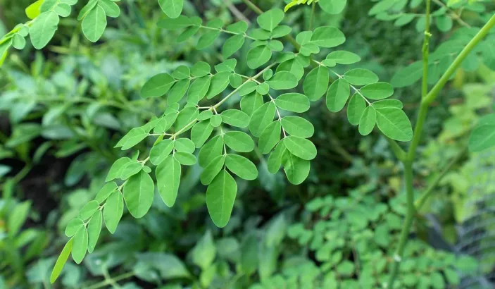Feuilles de moringa
