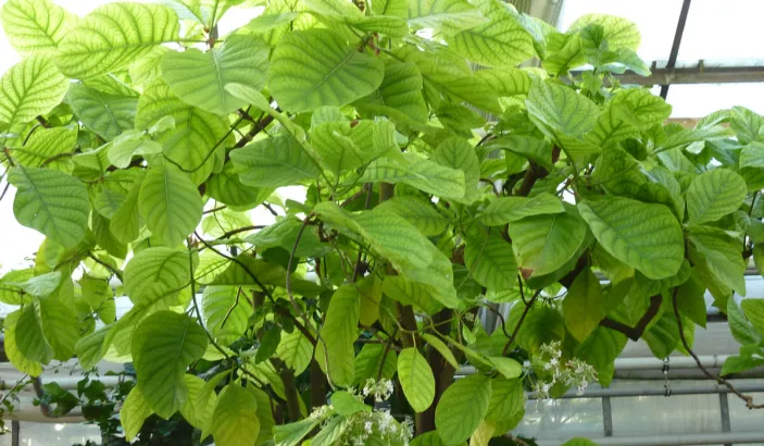 Feuilles de quinquinna (Cinchona officinalis)