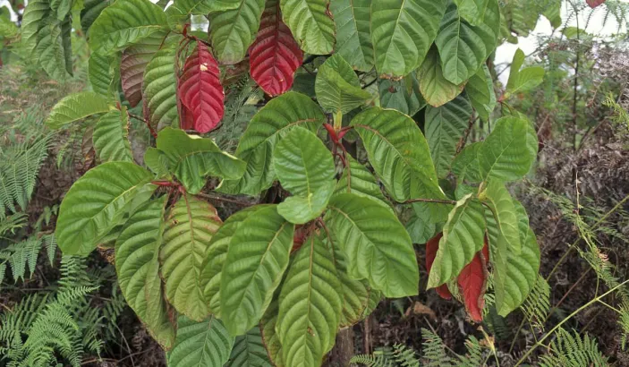 Feuilles de quinquinna
