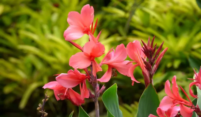 Fleurs de toloman (canna indica)