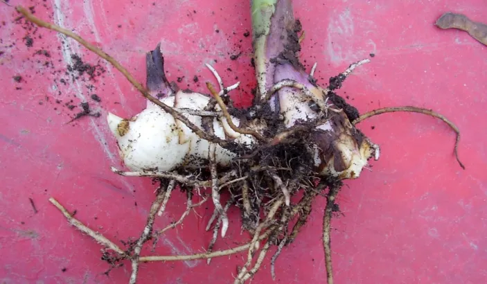 Tubercules et racine de toloman (canna indica)